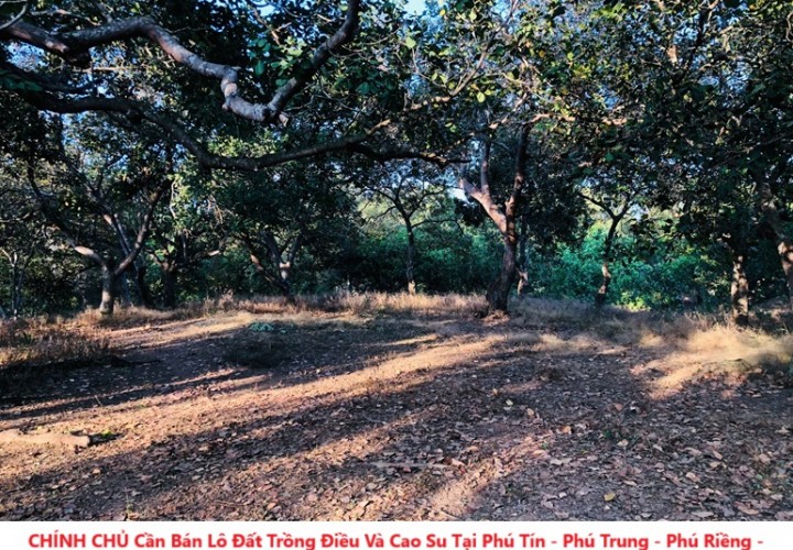 CHÍNH CHỦ Cần Bán Lô Đất Trồng Điều Và Cao Su Tại Phú Tín - Phú Trung - Phú Riềng - Bình Phước