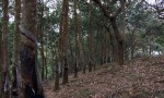 CHÍNH CHỦ Cần Bán Lô Đất Trồng Điều Và Cao Su Tại Phú Tín - Phú Trung - Phú Riềng - Bình Phước