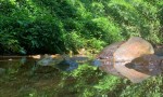 CHÍNH CHỦ Cần Bán Lô Đất Trồng Điều Và Cao Su Tại Phú Tín - Phú Trung - Phú Riềng - Bình Phước