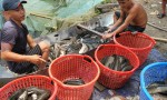 CHÍNH CHỦ CẦN BÁN LÔ ĐẤT SIÊU ĐẸP  Xã Bảo Hoà, Huyện  Xuân Lộc, Đồng Nai