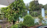 CHÍNH CHỦ Cần Bán Nhanh Nhà Vườn Cây Ăn Trái Có 200m  Đất Thổ Cư Vị Trí Tại Huyện Củ Chi