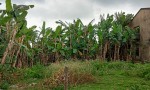 CHÍNH CHỦ Cần Bán Nhanh Lô Đất Tại Thôn Gò Hà, Xã Hòa Khương, Huyện Hòa Vang, TP. Đà Nẵng.