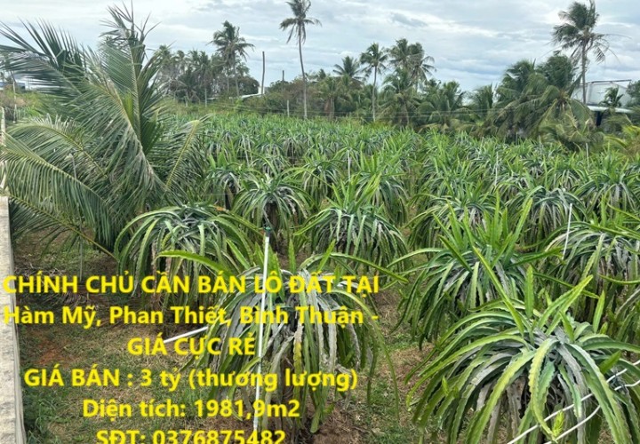 CHÍNH CHỦ CẦN BÁN LÔ ĐẤT TẠI Hàm Mỹ, Phan Thiết, Bình Thuận - GIÁ CỰC RẺ
