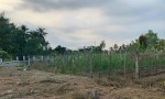 Chính Chủ Bán 178m2 Đất View Sông Tại Xã Thành Triệu, Huyện Châu Thành, Bến Tre