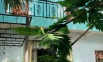 CHÍNH CHỦ CẦN BÁN - Biệt thự gỗ sang trọng – Đẳng cấp – Hiếm có Tại  Vĩnh Lộc B, Bình Chánh