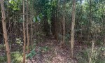ĐẦU TƯ SINH LỜI - ĐẤT ĐẸP 2 MẶT TIỀN - CHÍNH CHỦ Cần Bán Gấp Tại Xã Xuân Hiệp, Xuân Lộc, Đồng Nai