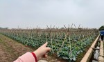 Đất Nông Nghiệp- Giá Siêu Rẻ- Cần Bán Nhanh Lô Đất Vị Trí Đắc Địa Tại Song Phương, Hoài Đức, Hà Nội