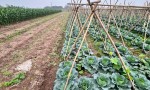 Đất Nông Nghiệp- Giá Siêu Rẻ- Cần Bán Nhanh Lô Đất Vị Trí Đắc Địa Tại Song Phương, Hoài Đức, Hà Nội