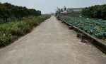 Đất Nông Nghiệp- Giá Siêu Rẻ- Cần Bán Nhanh Lô Đất Vị Trí Đắc Địa Tại Song Phương, Hoài Đức, Hà Nội