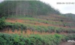 CHÍNH CHỦ Cần Bán Nhanh Lô Đất Rẫy 7ha Tại Đăk Hà, Kon Tum