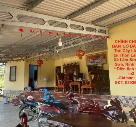 CHÍNH CHỦ CẦN BÁN LÔ ĐẤT Vườn Trái Cây Lâu Năm tại Thôn Lâm Phú, Xã Lâm Sơn, Ninh Sơn, Ninh Thuận