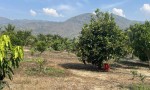 CHÍNH CHỦ CẦN BÁN  LÔ ĐẤT Vườn Trái Cây Lâu Năm  tại Thôn Lâm Phú, Xã Lâm Sơn, Ninh Sơn, Ninh Thuận