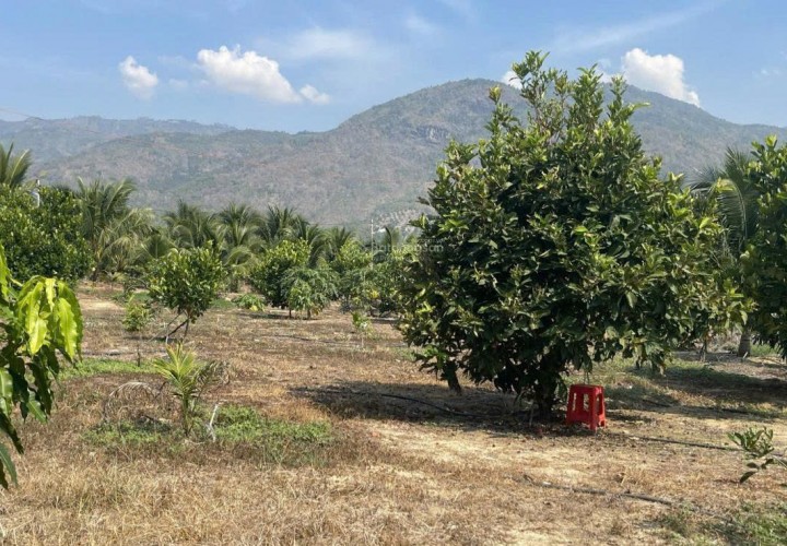 CHÍNH CHỦ CẦN BÁN  LÔ ĐẤT Vườn Trái Cây Lâu Năm  tại Thôn Lâm Phú, Xã Lâm Sơn, Ninh Sơn, Ninh Thuận