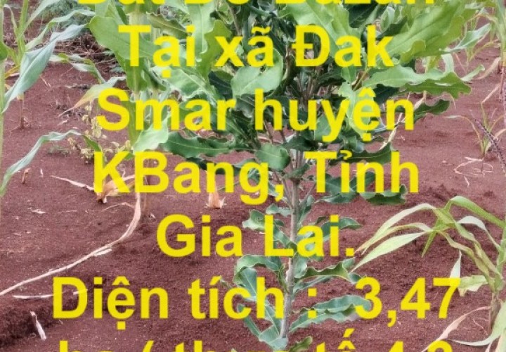 CHÍNH CHỦ Cần Bán 4,3ha Đất Đỏ Bazan Tại xã Đak Smar huyện KBang, Tỉnh Gia Lai.