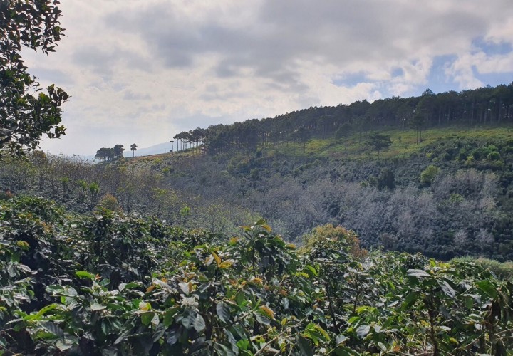 ĐẤT ĐẸP - GIÁ CỰC TỐT- CHÍNH CHỦ BÁN LÔ ĐẤT VƯỜN Cafe View Tuyệt Đẹp Tại Trạm Hành - Đà Lạt.