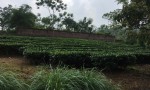 ĐẤT ĐẸP - GIÁ ĐẦU TƯ Chính chủ cần bán nhanh lô đất vị trí đẹp tại huyện Ba Vì, Tp Hà Nội