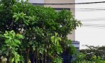 CHÍNH CHỦ BÁN NHÀ Q12 PHƯỜNG AN PHÚ ĐÔNG GẦN CẦU AN LỘC Sát Gò Vấp