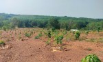 Chính chủ cần bán mảnh đất trồng cây lâu năm xã Tân Thành, Đồng Xoài , Bình Phước