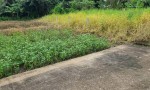 ĐẤT SIÊU ĐẸP - GIÁ TỐT - Bán GẤP Lô Đất Tiềm Năng Tại Long Khánh Xã Phước Hậu, Cần Giuộc Long An