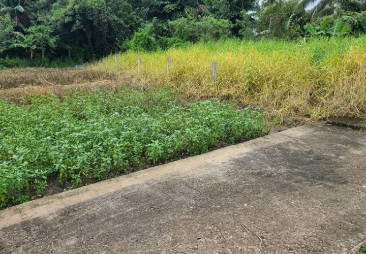 ĐẤT SIÊU ĐẸP - GIÁ TỐT - Bán GẤP Lô Đất Tiềm Năng Tại Long Khánh Xã Phước Hậu, Cần Giuộc Long An