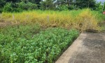 ĐẤT SIÊU ĐẸP - GIÁ TỐT - Bán GẤP Lô Đất Tiềm Năng Tại Long Khánh Xã Phước Hậu, Cần Giuộc Long An