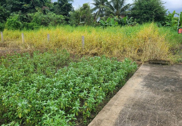 ĐẤT SIÊU ĐẸP - GIÁ TỐT - Bán GẤP Lô Đất Tiềm Năng Tại Long Khánh Xã Phước Hậu, Cần Giuộc Long An