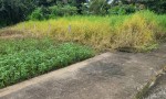 ĐẤT SIÊU ĐẸP - GIÁ TỐT - Bán GẤP Lô Đất Tiềm Năng Tại Long Khánh Xã Phước Hậu, Cần Giuộc Long An