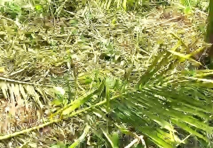 ĐẤT ĐẸP - ĐẦU TƯ SINH LỜI - Chính Chủ Cần Bán Nhanh Đất Tại Xã Phú Tâm, Châu Thành, Sóc Trăng
