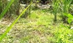 ĐẤT ĐẸP - ĐẦU TƯ SINH LỜI - Chính Chủ Cần Bán Nhanh Đất Tại Xã Phú Tâm, Châu Thành, Sóc Trăng
