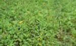ĐẤT ĐẸP - GIÁ TỐT - Bán GẤP Lô Đất Mặt tiền nhựa tỉnh lộ 872B, xã Bình Tân, Gò Công Tây, Tiền Giang