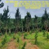 ĐẤT SIÊU ĐẸP - GIÁ ĐẦU TƯ- Chính Chủ Cần Bán Lô Đất Vị Trí Đẹp Tại  Xã  ĐạSar, Lạc Dương, Lâm Đồng
