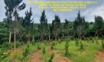 ĐẤT SIÊU ĐẸP - GIÁ ĐẦU TƯ- Chính Chủ Cần Bán Lô Đất Vị Trí Đẹp Tại  Xã  ĐạSar, Lạc Dương, Lâm Đồng