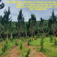 ĐẤT SIÊU ĐẸP - GIÁ ĐẦU TƯ- Chính Chủ Cần Bán Lô Đất Vị Trí Đẹp Tại  Xã  ĐạSar, Lạc Dương, Lâm Đồng