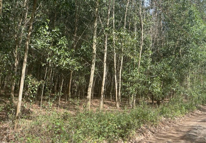 ĐẤT CHÍNH CHỦ - GIÁ CẮT LỖ  - CHÍNH CHỦ CẦN Bán Lô Đất Tại Xuân Trường, Xuân Lộc, Đồng Nai