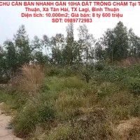 CHÍNH CHỦ CẦN BÁN NHANH GẦN 10HA ĐẤT TRỒNG CHÀM Tại LaGi, Bình Thuận - Giá Siêu Rẻ