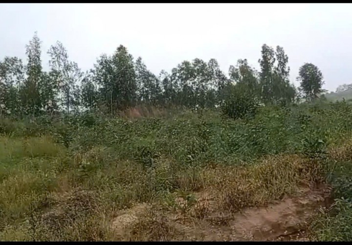 CHÍNH CHỦ CẦN BÁN NHANH GẦN 10HA ĐẤT TRỒNG CHÀM Tại LaGi, Bình Thuận - Giá Siêu Rẻ