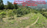 ĐẤT ĐẸP - GIÁ RẺ- CHÍNH CHỦ BÁN Nhanh Lô Đất Trồng Xoài Tại Vĩnh Phương, Nha Trang, Khánh Hòa