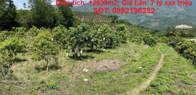 ĐẤT ĐẸP - GIÁ RẺ- CHÍNH CHỦ BÁN Nhanh Lô Đất Trồng Xoài Tại Vĩnh Phương, Nha Trang, Khánh Hòa