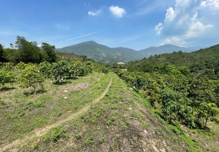 ĐẤT ĐẸP - GIÁ RẺ- CHÍNH CHỦ BÁN Nhanh Lô Đất Trồng Xoài Tại Vĩnh Phương, Nha Trang, Khánh Hòa