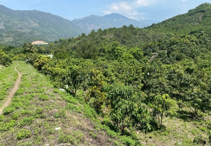 ĐẤT ĐẸP - GIÁ RẺ- CHÍNH CHỦ BÁN Nhanh Lô Đất Trồng Xoài Tại Vĩnh Phương, Nha Trang, Khánh Hòa