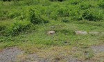 LÔ ĐẤT VỊ TRÍ ĐẸP – GIÁ TỐT - Chính Chủ Cần Bán Nhanh lô đất tiềm năng huyện Nhơn Trạch, Đồng Nai