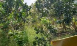 ĐẤT ĐẸP - GIÁ TỐT - Bán GẤP 1 Công Đất Mặt Tiền Tại Xã An Hóa, Châu Thành, Bến Tre