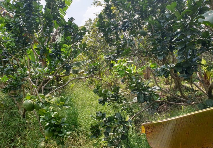 ĐẤT ĐẸP - GIÁ TỐT - Bán GẤP 1 Công Đất Mặt Tiền Tại Xã An Hóa, Châu Thành, Bến Tre
