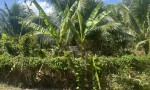 ĐẤT ĐẸP - GIÁ TỐT - Bán GẤP 1 Công Đất Mặt Tiền Tại Xã An Hóa, Châu Thành, Bến Tre