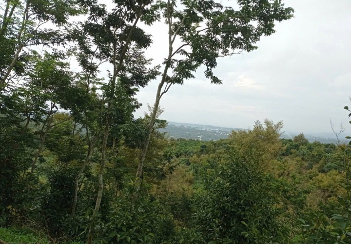 Đất đẹp- giá tốt Chính chủ cần bán nhanh 7.800m2 đất vườn ngay núi Đại Bình Bảo Lộc, Lâm Đồng.