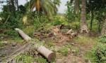 ĐẤT ĐẸP - ĐẦU TƯ SINH LỜI - Chính Chủ Bán Gấp Đất Vườn tại Phường Long Hòa, Bình Thủy, Cần Thơ