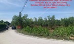 CHÍNH CHỦ Bán Nhanh Lô Đất Trồng Cây Lâu Năm Tại Thường Tân,  Bắc Tân Uyên, Bình Dương