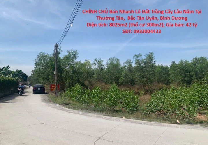 CHÍNH CHỦ Bán Nhanh Lô Đất Trồng Cây Lâu Năm Tại Thường Tân,  Bắc Tân Uyên, Bình Dương