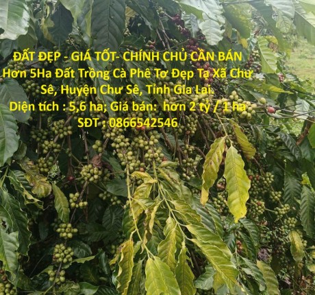 ĐẤT ĐẸP - GIÁ TỐT- CHÍNH CHỦ CẦN BÁN Hơn 5Ha Đất Trồng Cà Phê Tơ Đẹp Tại Xã Chư Sê, Gia Lai.
