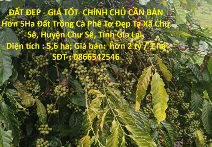 ĐẤT ĐẸP - GIÁ TỐT- CHÍNH CHỦ CẦN BÁN Hơn 5Ha Đất Trồng Cà Phê Tơ Đẹp Tại Xã Chư Sê, Gia Lai.